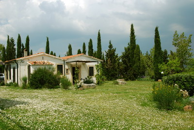 Le margherite sul prato della Carraia. all'agriturismo Vignagrande a Saturnia